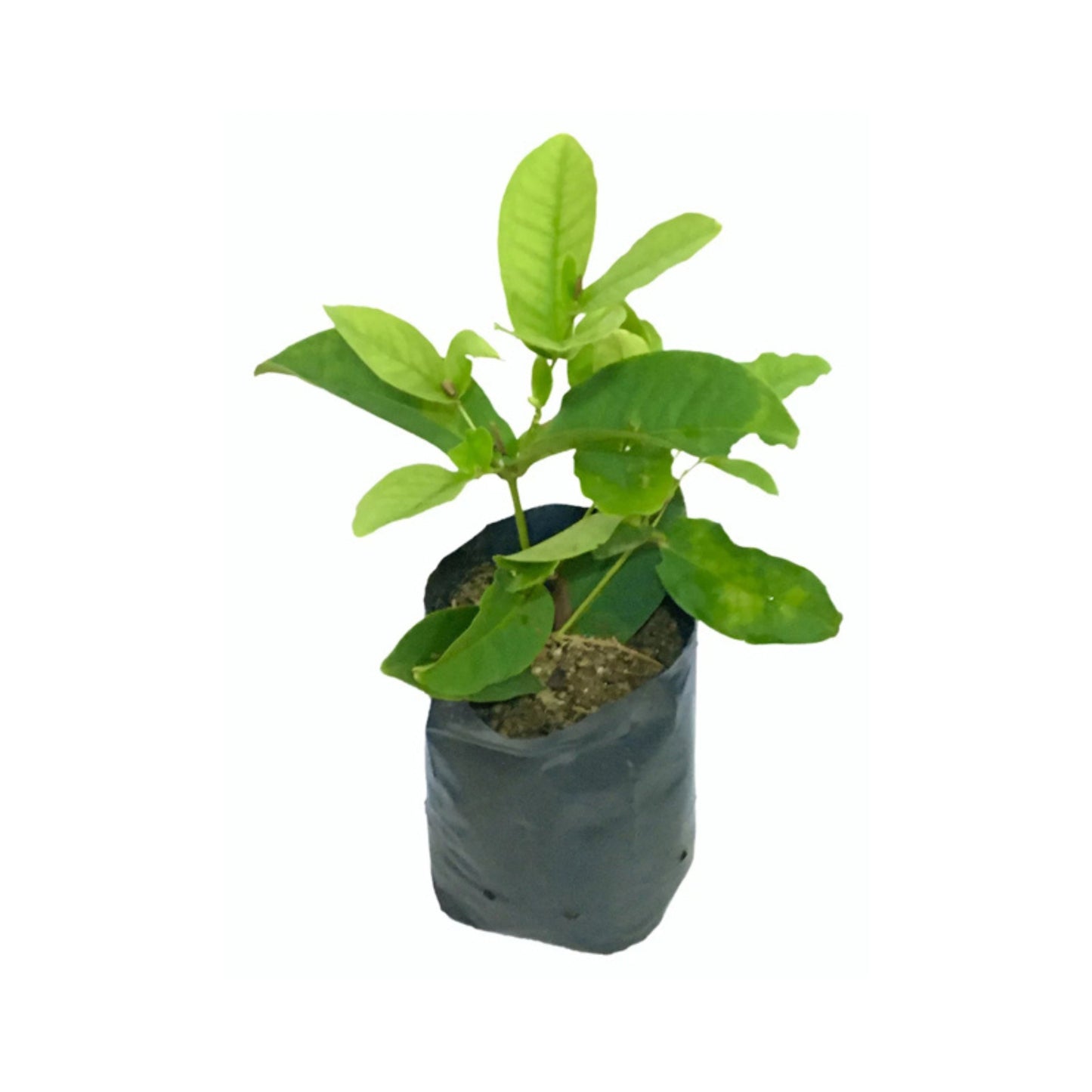 Lakpura kernlose rote Rosenapfelpflanze (Jambu).