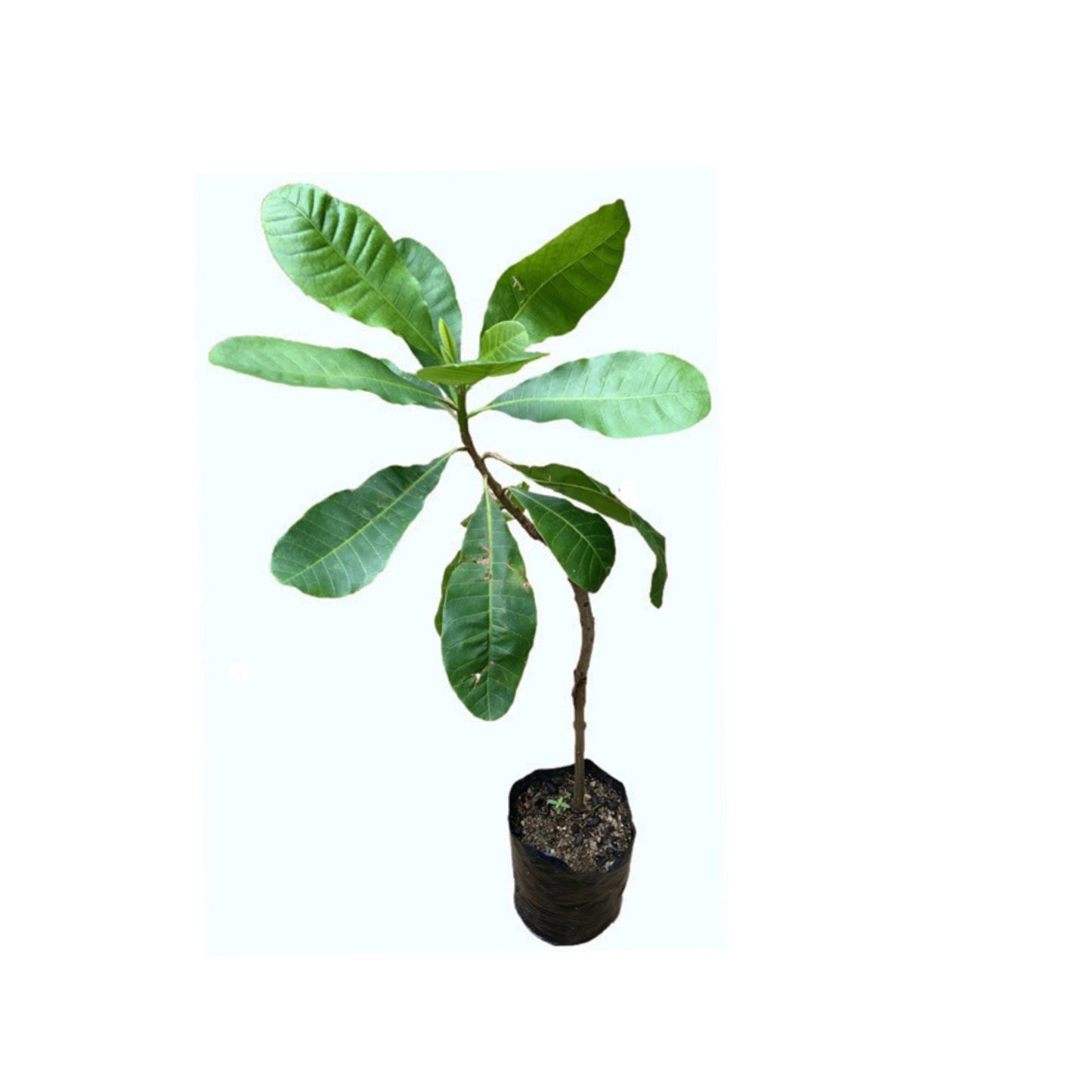 Lakpura Cashewpflanze, veredelte Pflanze