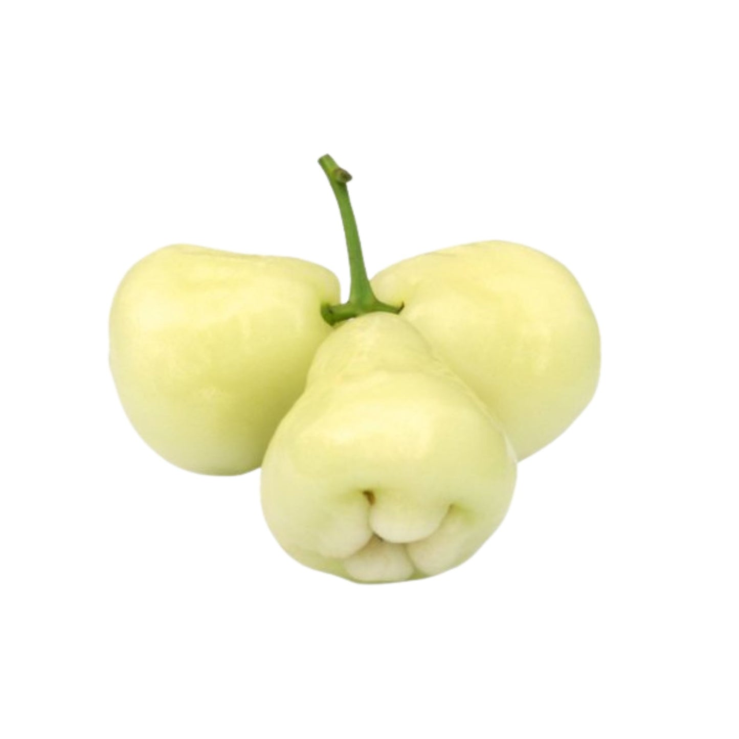 Lakpura® Weiße Rosenapfelpflanze