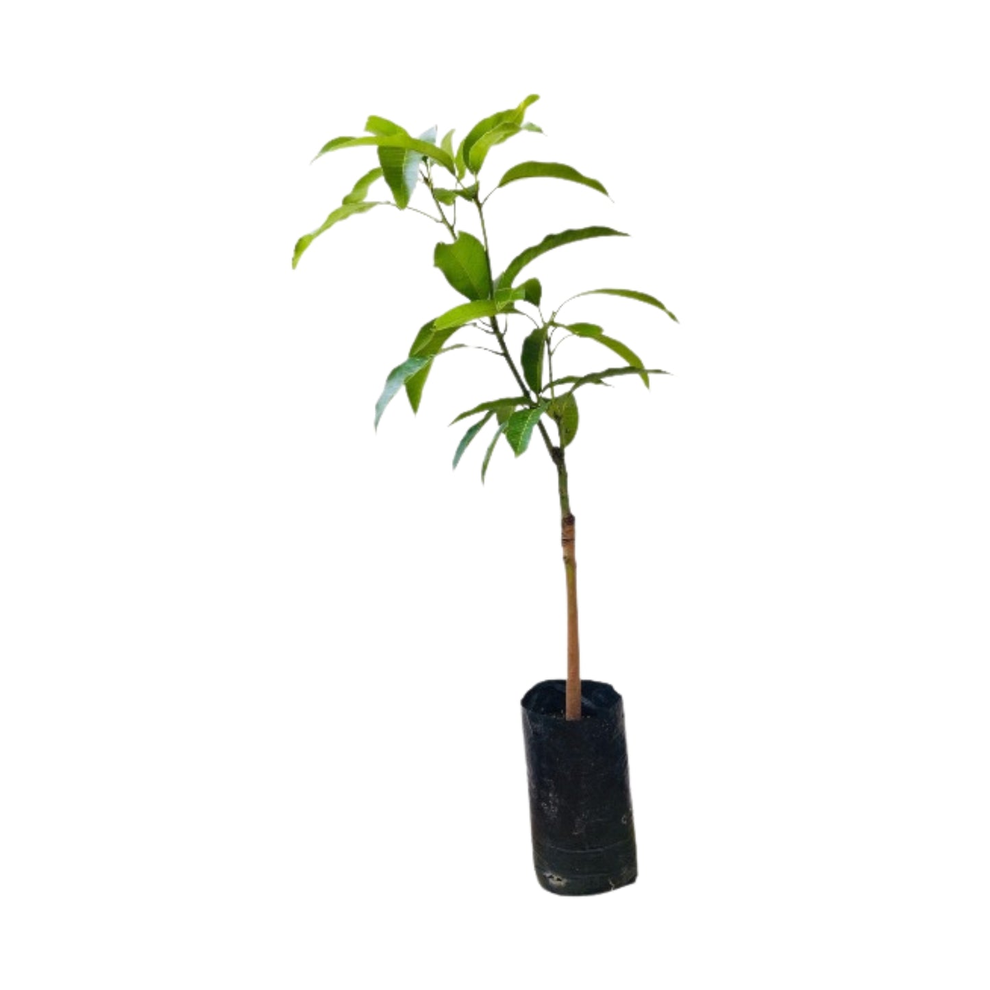 Lakpura Gira Mangofruchtpflanze