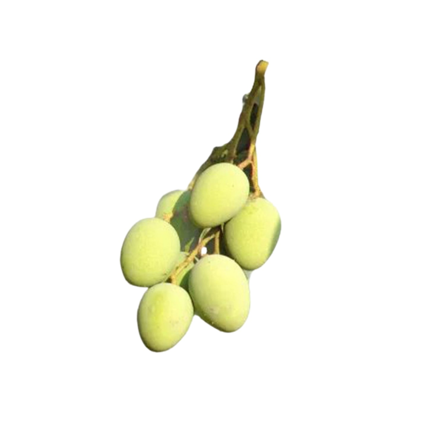 Lakpura® Pflanze Bandaranayake ohne Samen (Mee Mango)