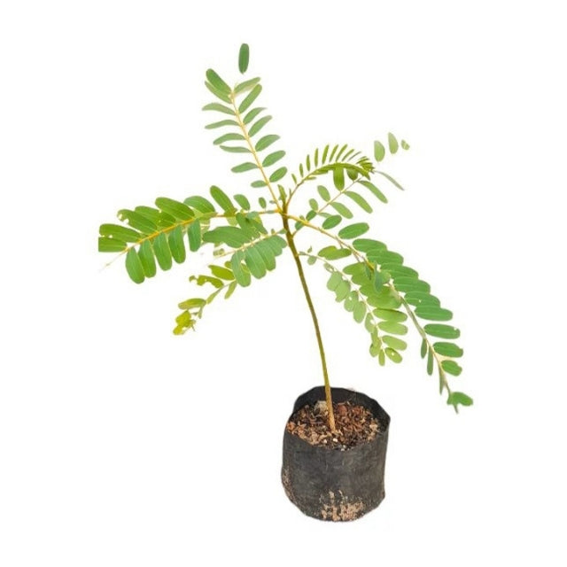 Lakpura Kathurumurunga-Werk