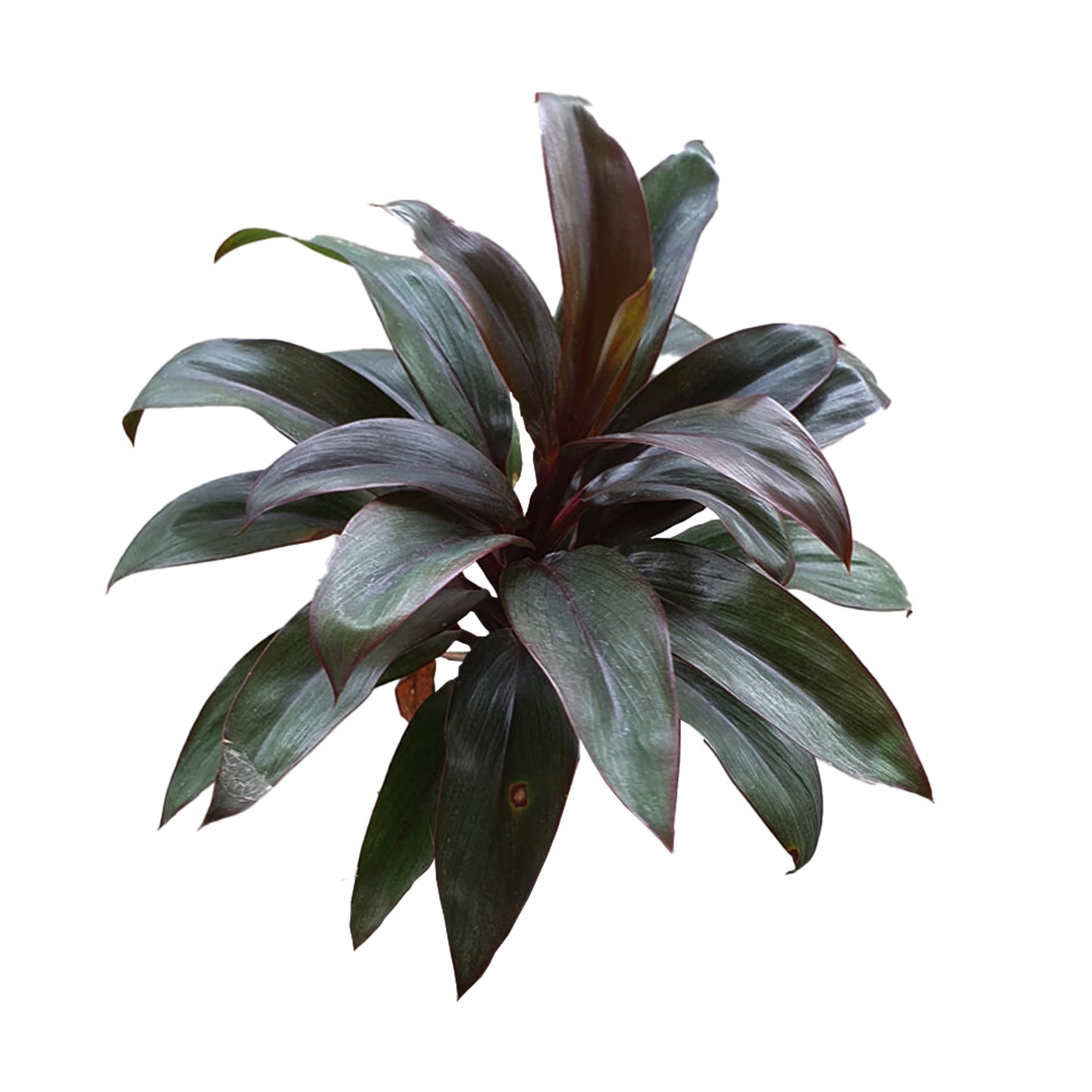 Lakpura® Dracaena Compacta-Blätter, Violett, Größe M