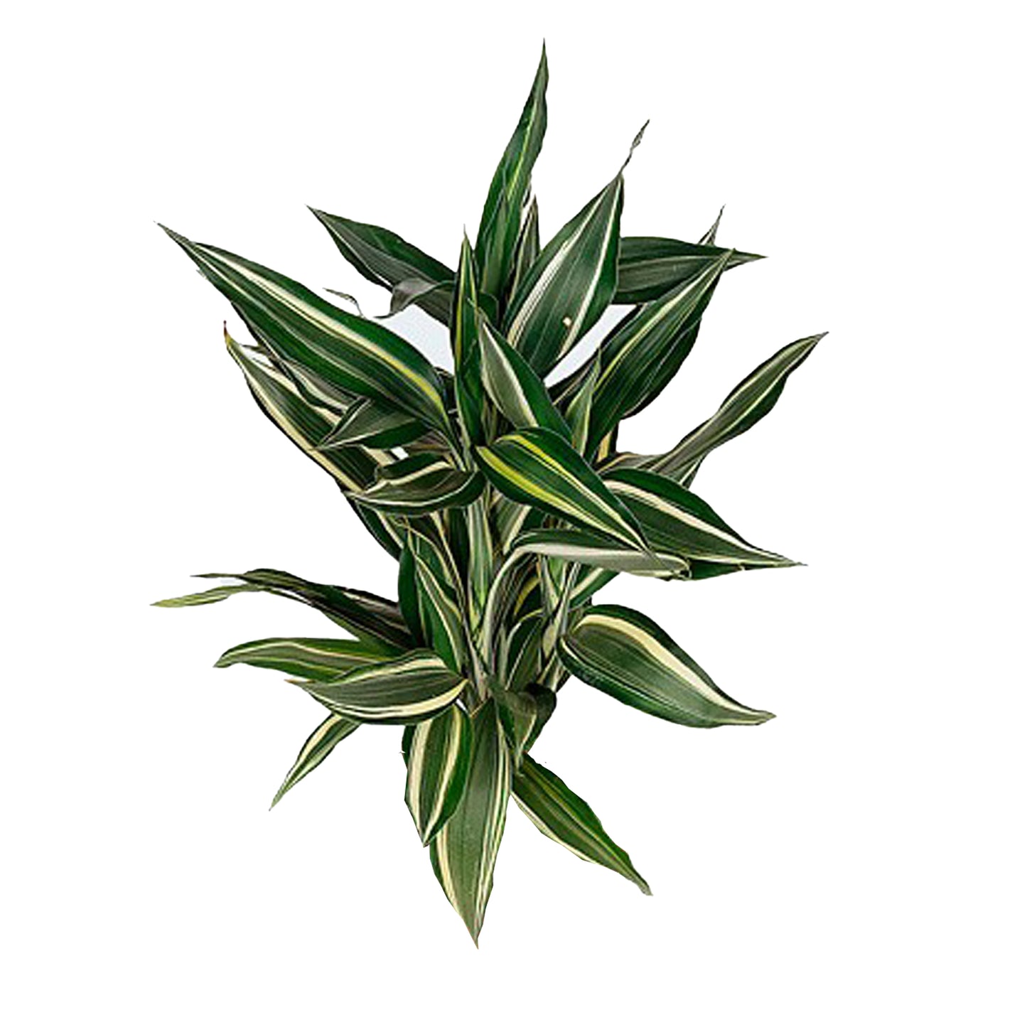 Lakpura Dracaena Sanderiana Victory, Größe M, 50 Blätter