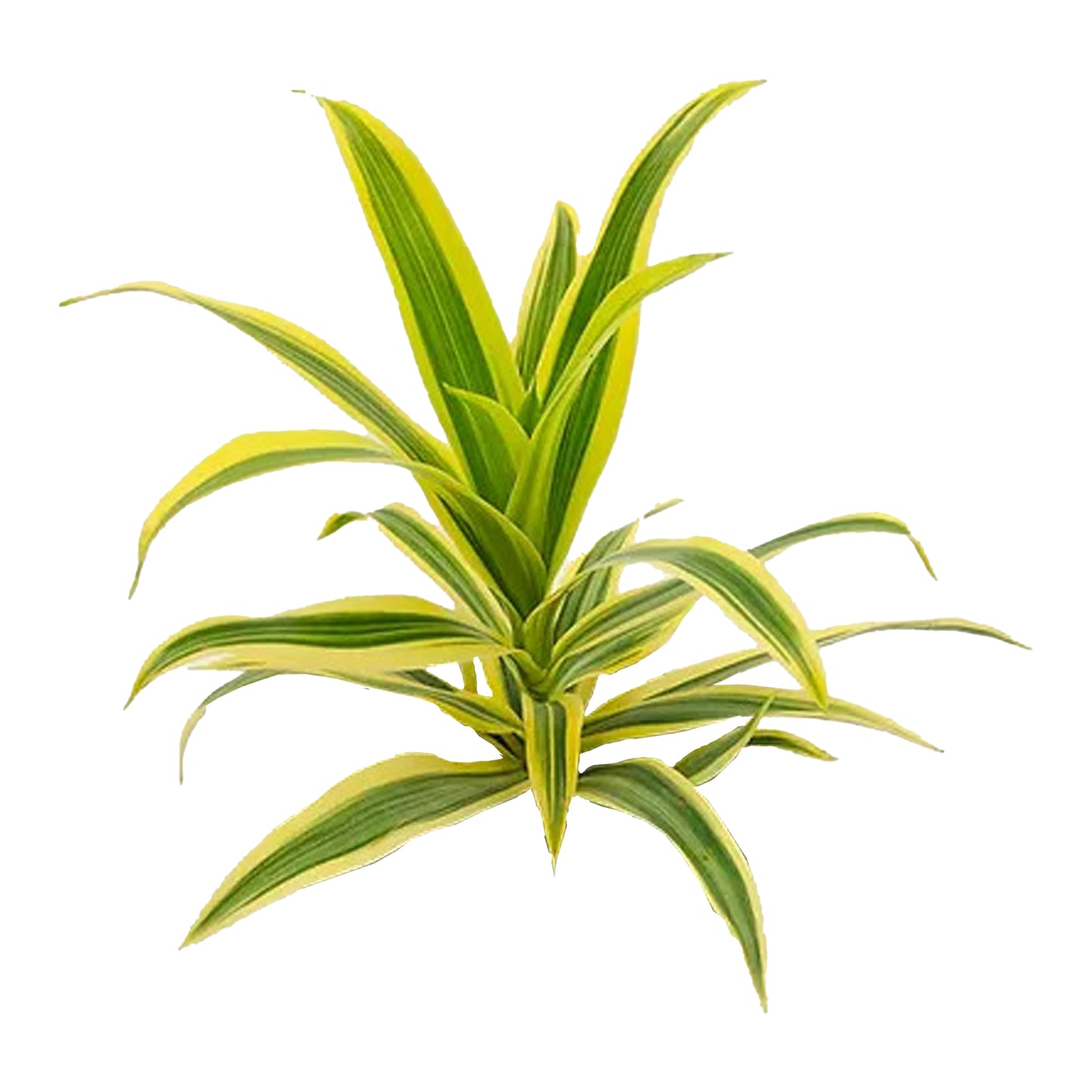 Lakpura Dracaena Reflexa „Das Lied von Indien“, 50 Blätter, Größe M