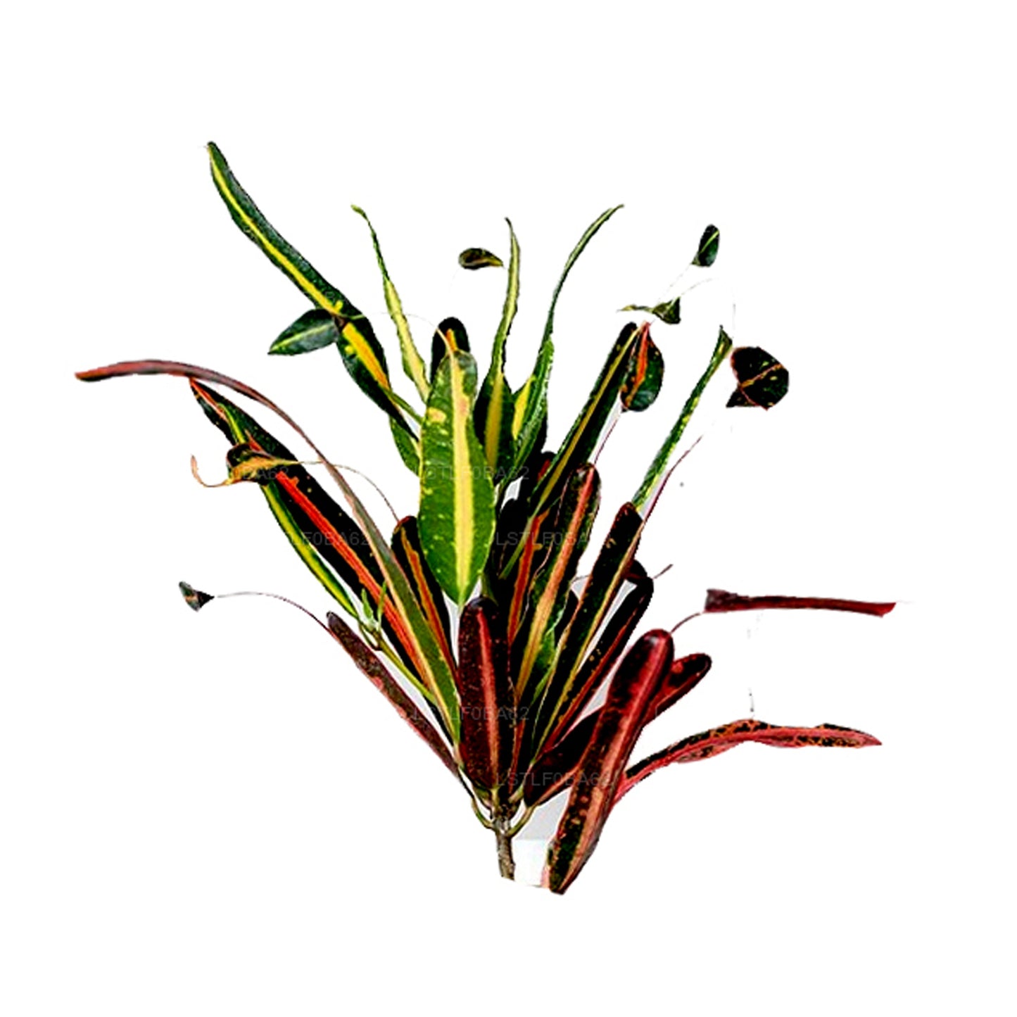 Lakpura Mutter und Tochter Croton Blätter