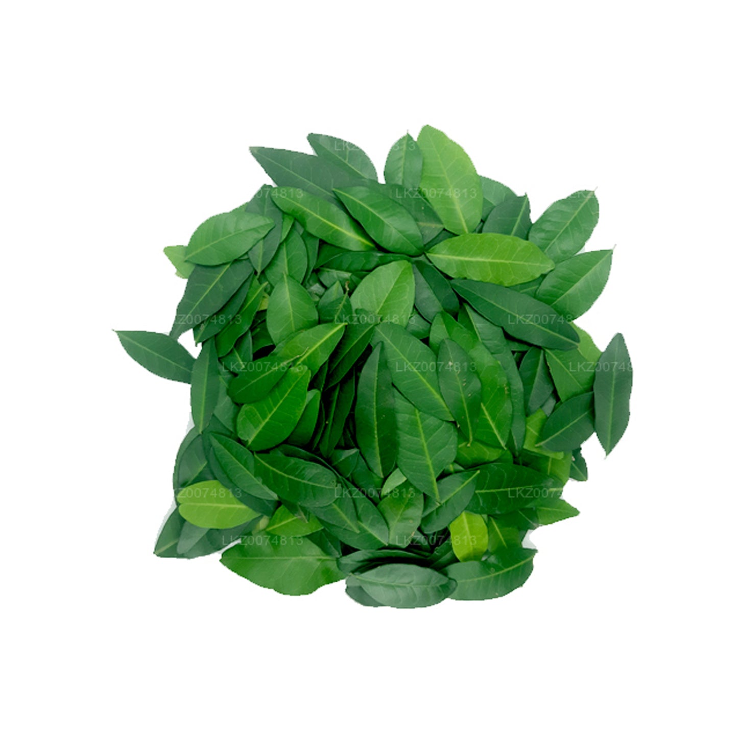 Lakpura Frisches Yaki Naran (Atalantia Ceylanica) 100 Blätter
