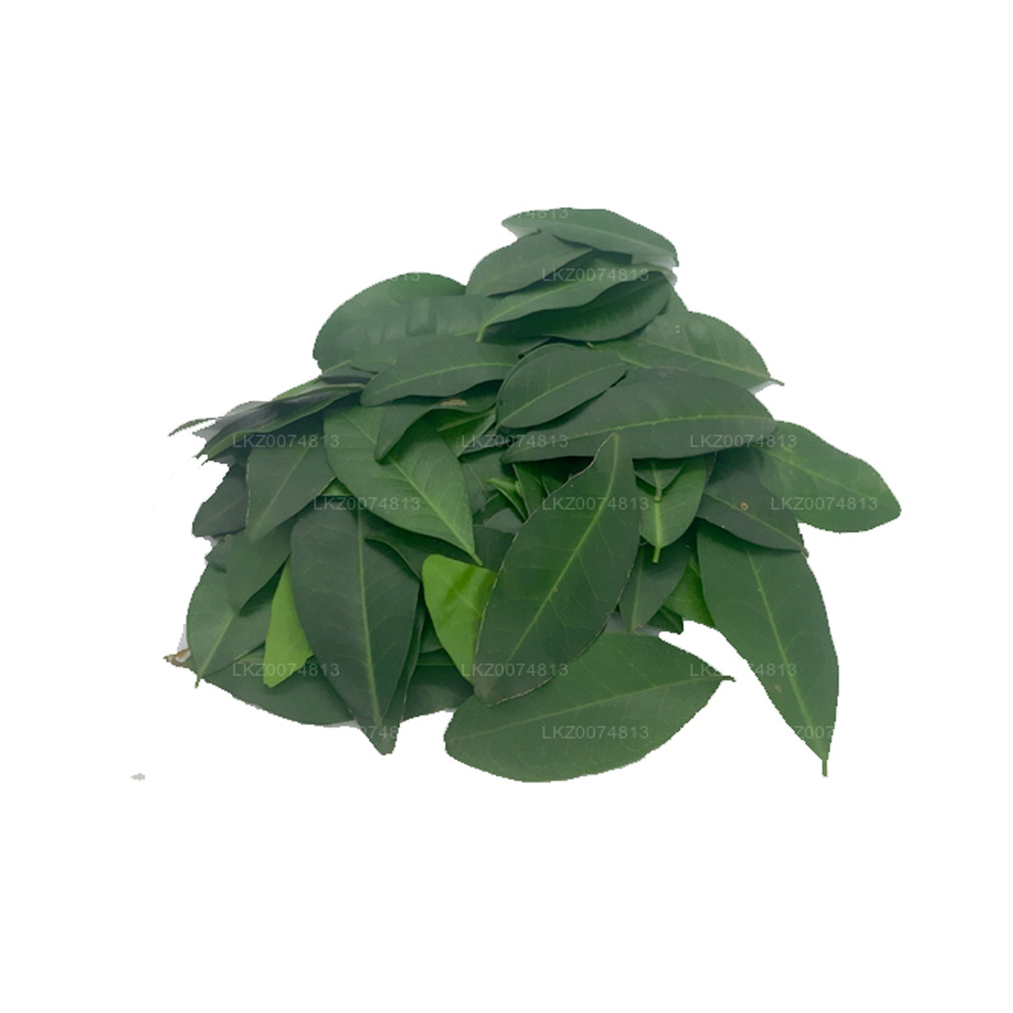 Lakpura Frisches Yaki Naran (Atalantia Ceylanica) 100 Blätter