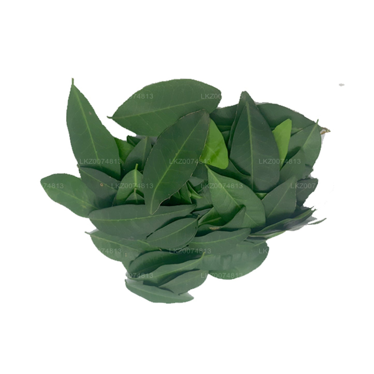 Lakpura Frisches Yaki Naran (Atalantia Ceylanica) 100 Blätter