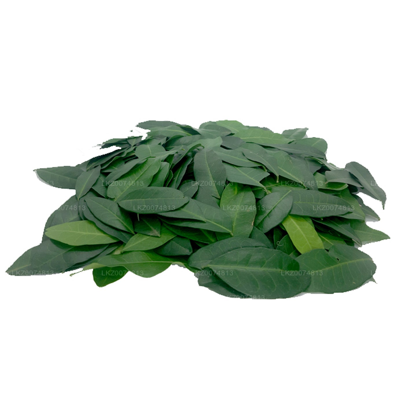 Lakpura Frisches Yaki Naran (Atalantia Ceylanica) 100 Blätter