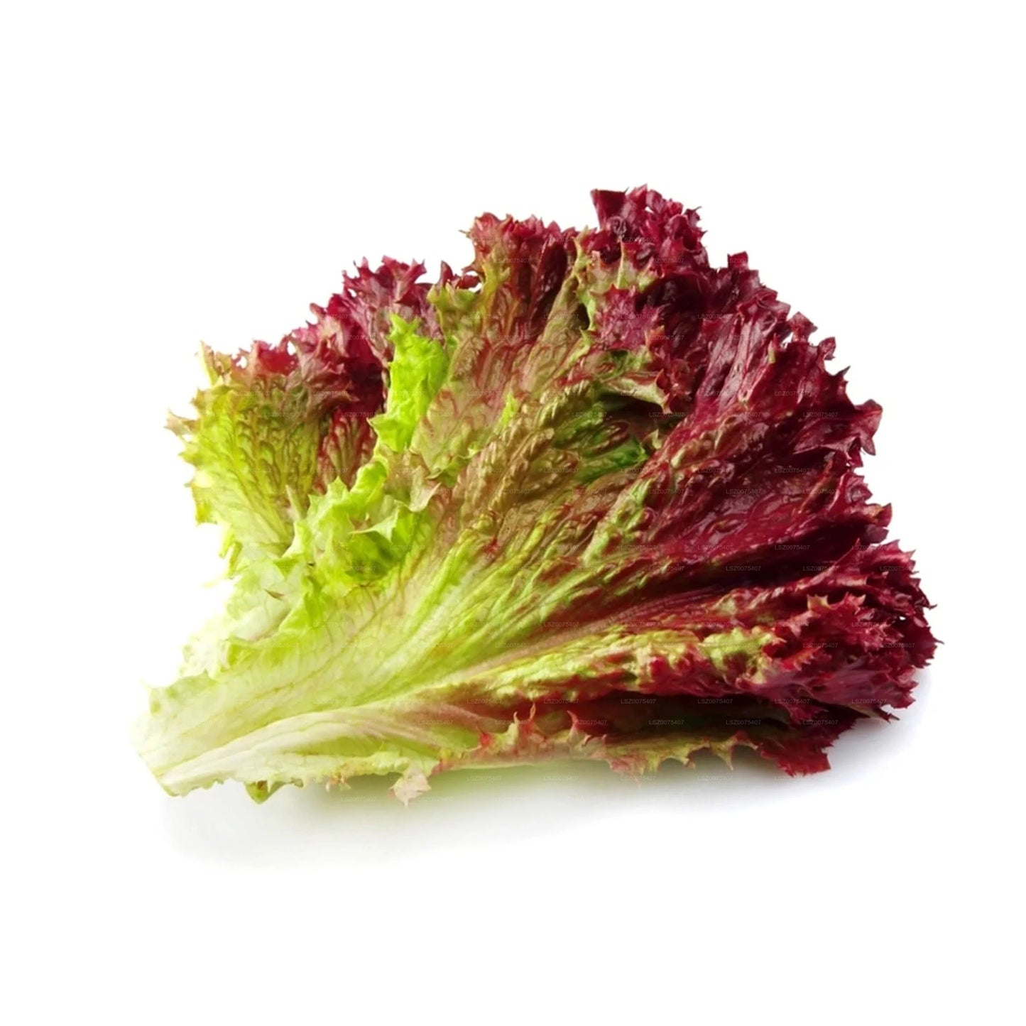 Roter Salat (100 g)