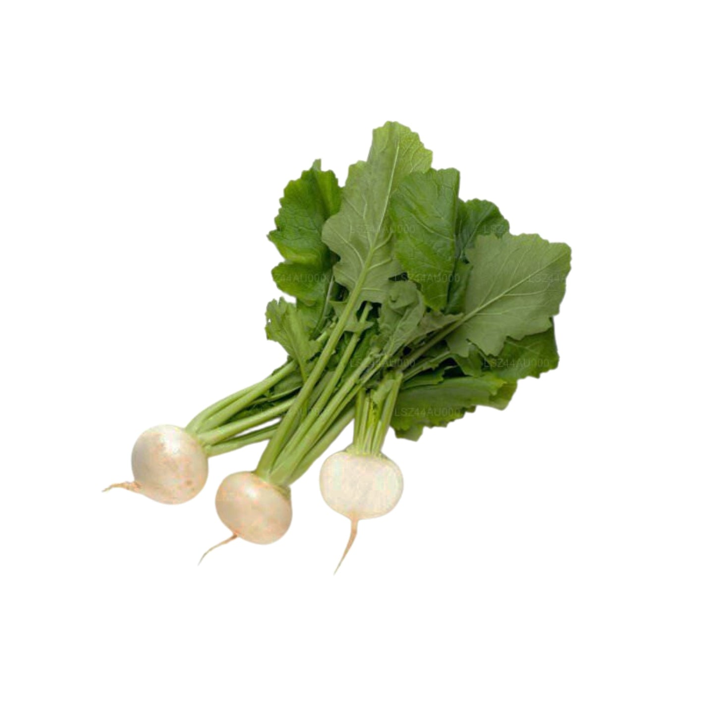 Rettich () 250g
