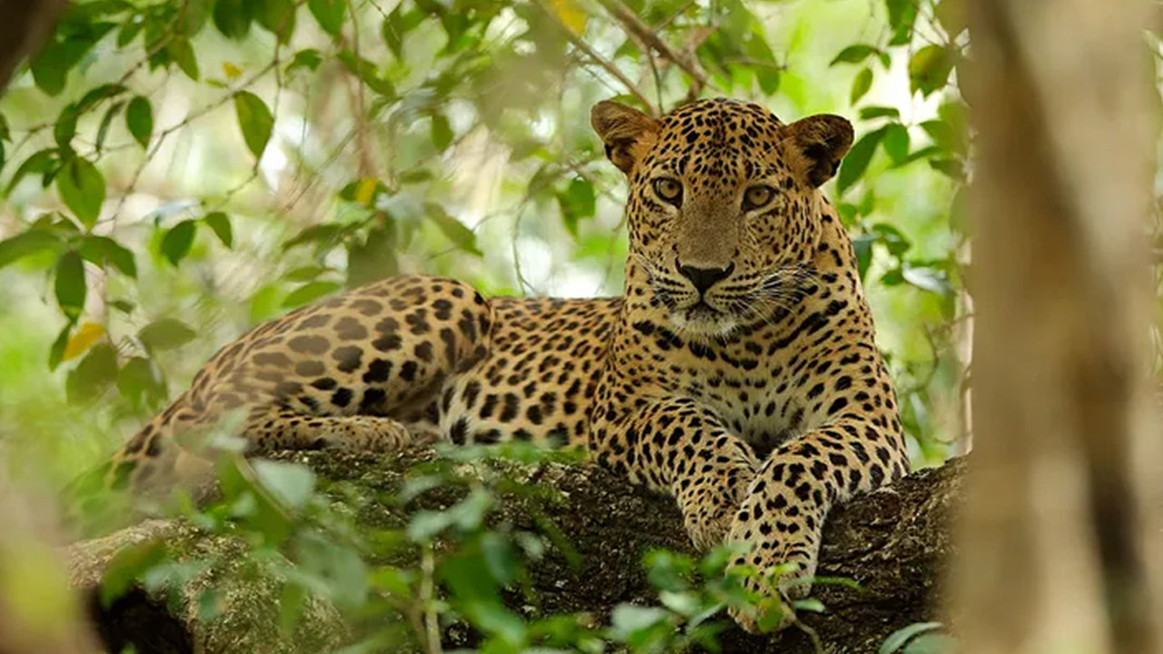 Wilpattu und Anuradhapura ab Negombo (2 Tage)