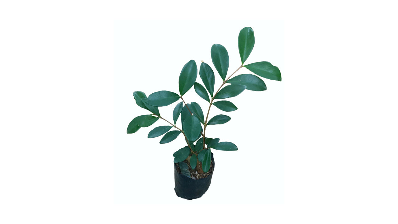 Lakpura Australische Strandkirschenpflanze