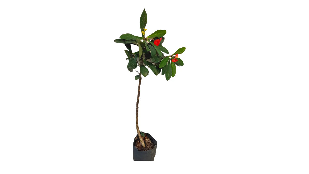 Lakpura Euphorbia Pflanze
