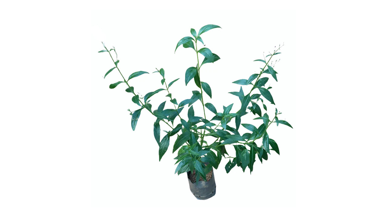 Lakpura Heen Binkohomba-Anlage