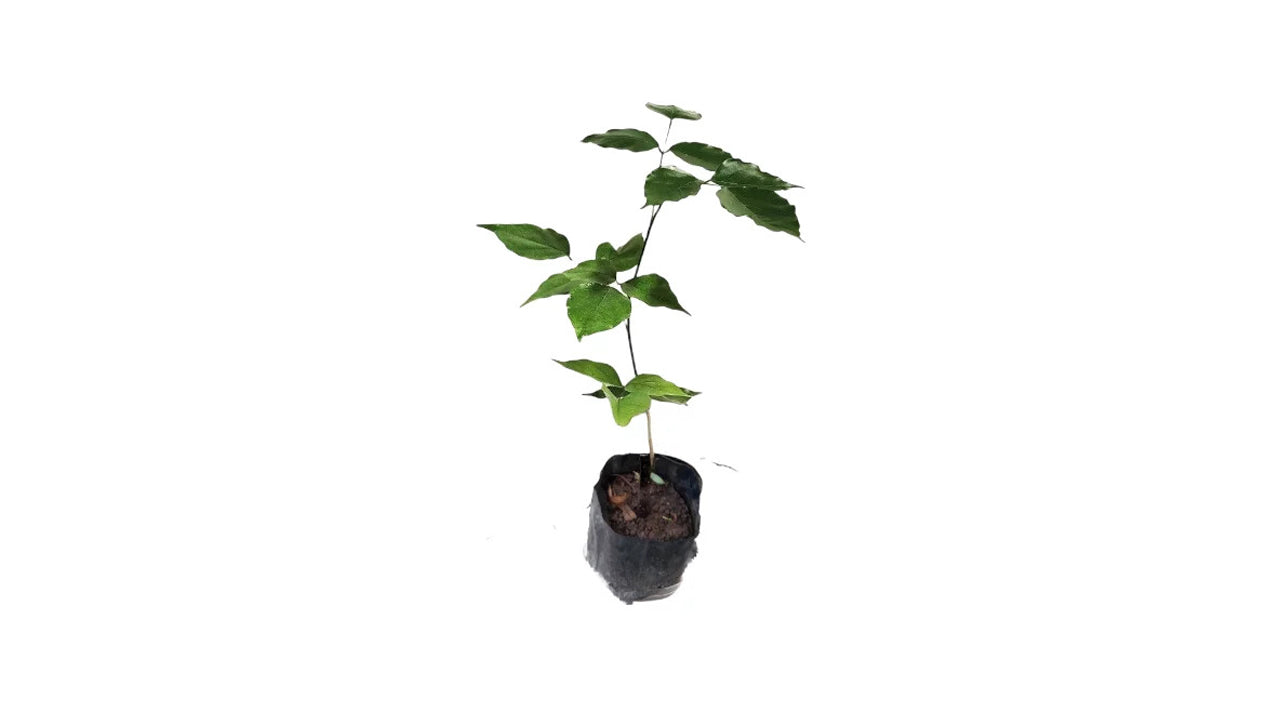 Lakpura Indische Buche (Magul Karada) Pflanze