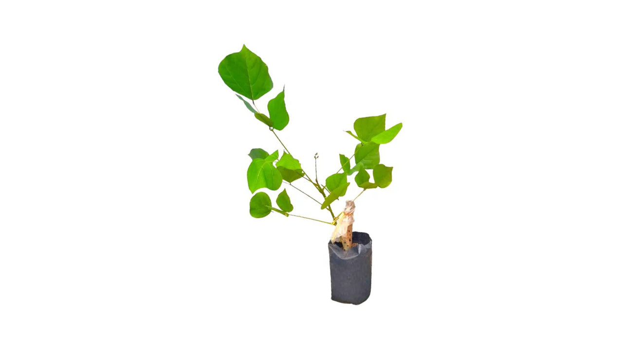 Pflanze des indischen Korallenbaums Lakpura (Erabadu).