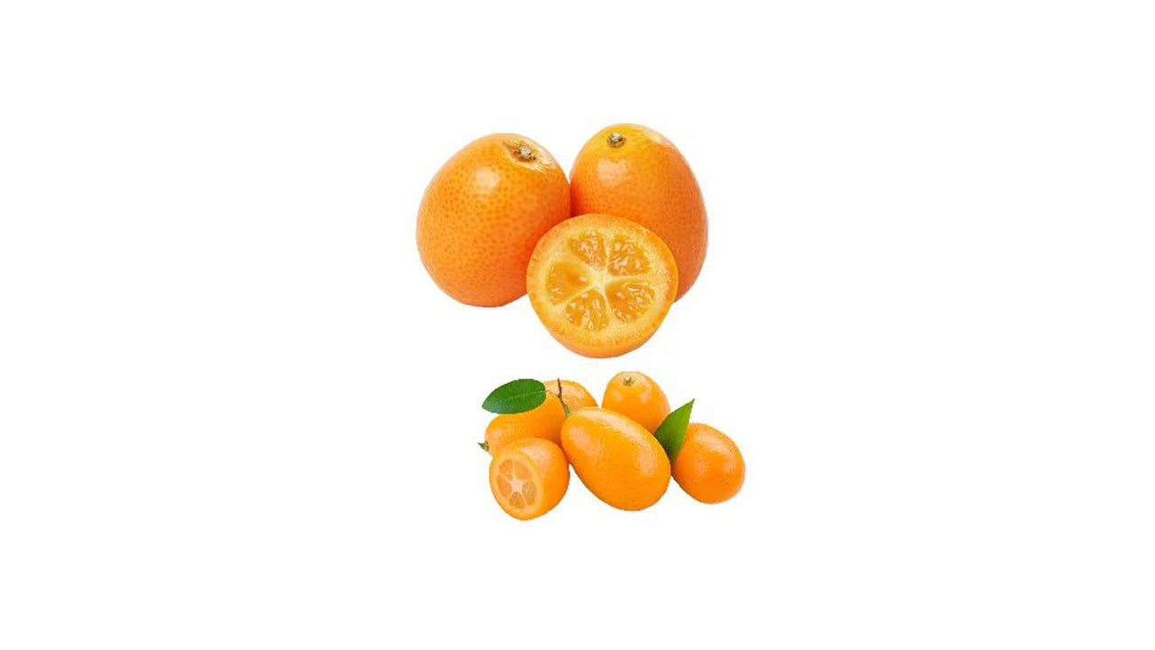 Lakpura Kumquat-Pfropfpflanze