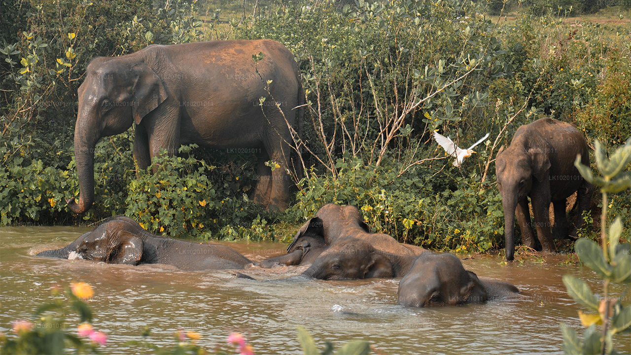 Udawalawe und Galle ab Colombo (2 Tage)