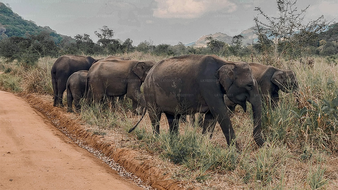 Udawalawe und Galle ab Colombo (2 Tage)