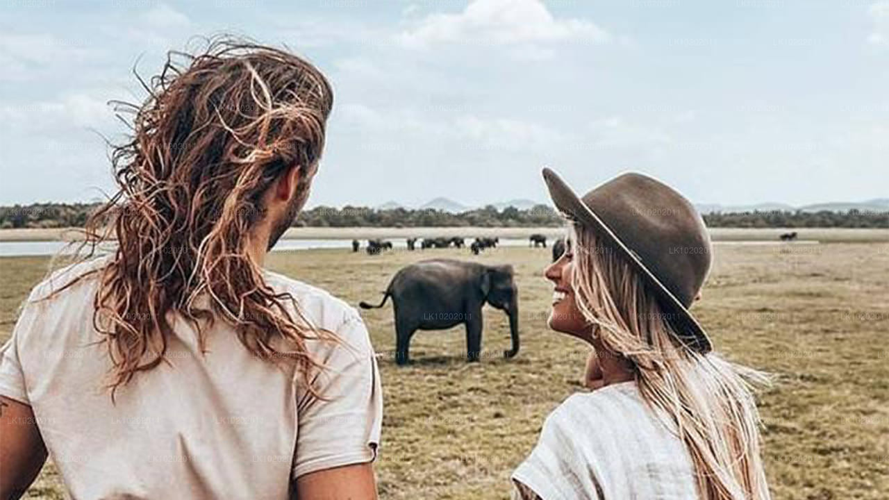 Sigirya und Minneriya ab Colombo (2 Tage)