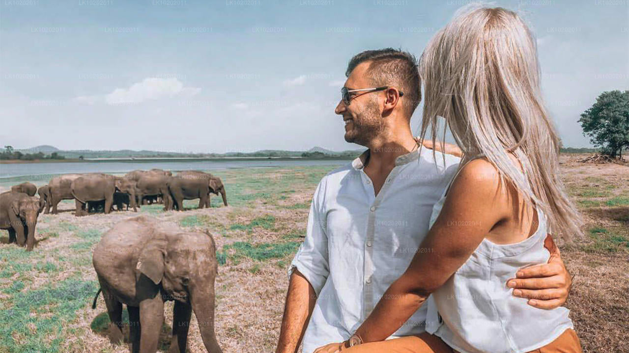 Sigirya und Minneriya ab Colombo (2 Tage)