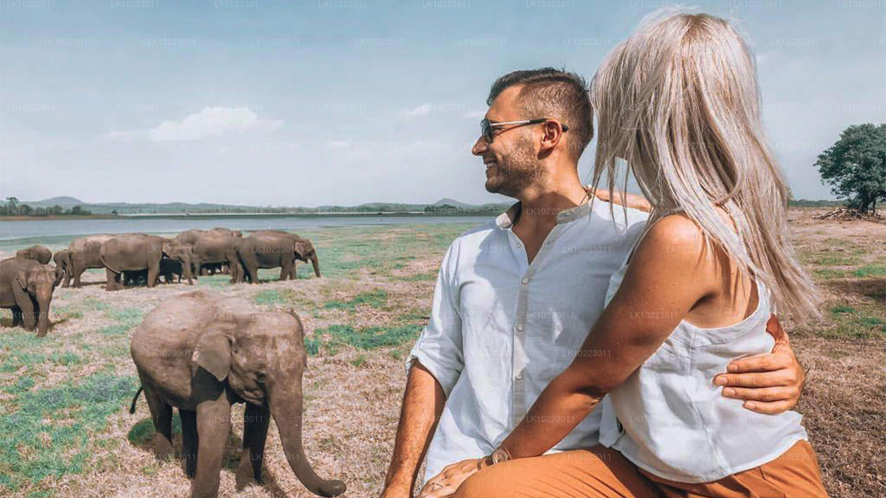 Sigirya und Minneriya ab Negombo (2 Tage)