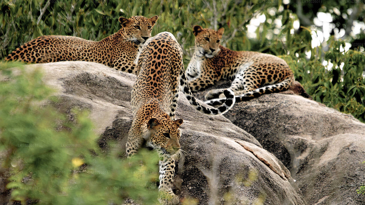 Tempel und Wildnis ab Negombo (2 Tage)