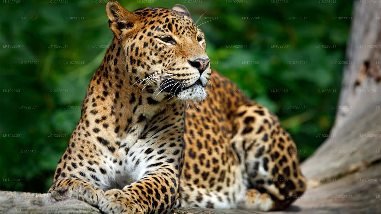 Tempel und Wildnis ab Negombo (2 Tage)