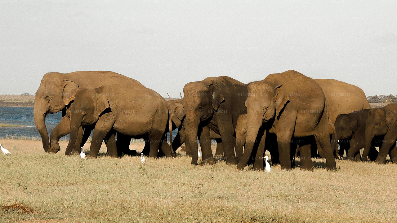 Aborigine-Tour in Sri Lanka (4 Tage)