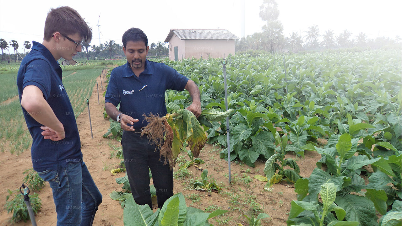 Agro-Tour durch Sri Lanka (6 Tage)