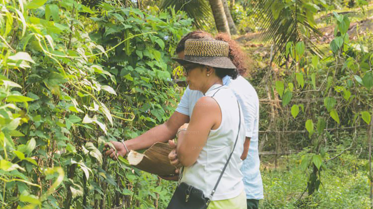 Agro-Tour durch Sri Lanka (6 Tage)