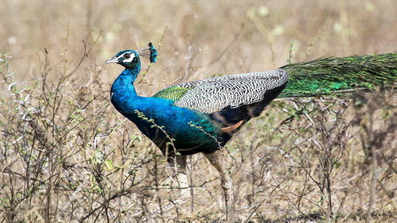 Vogelbeobachtung und Wildtiertour (10 Tage)