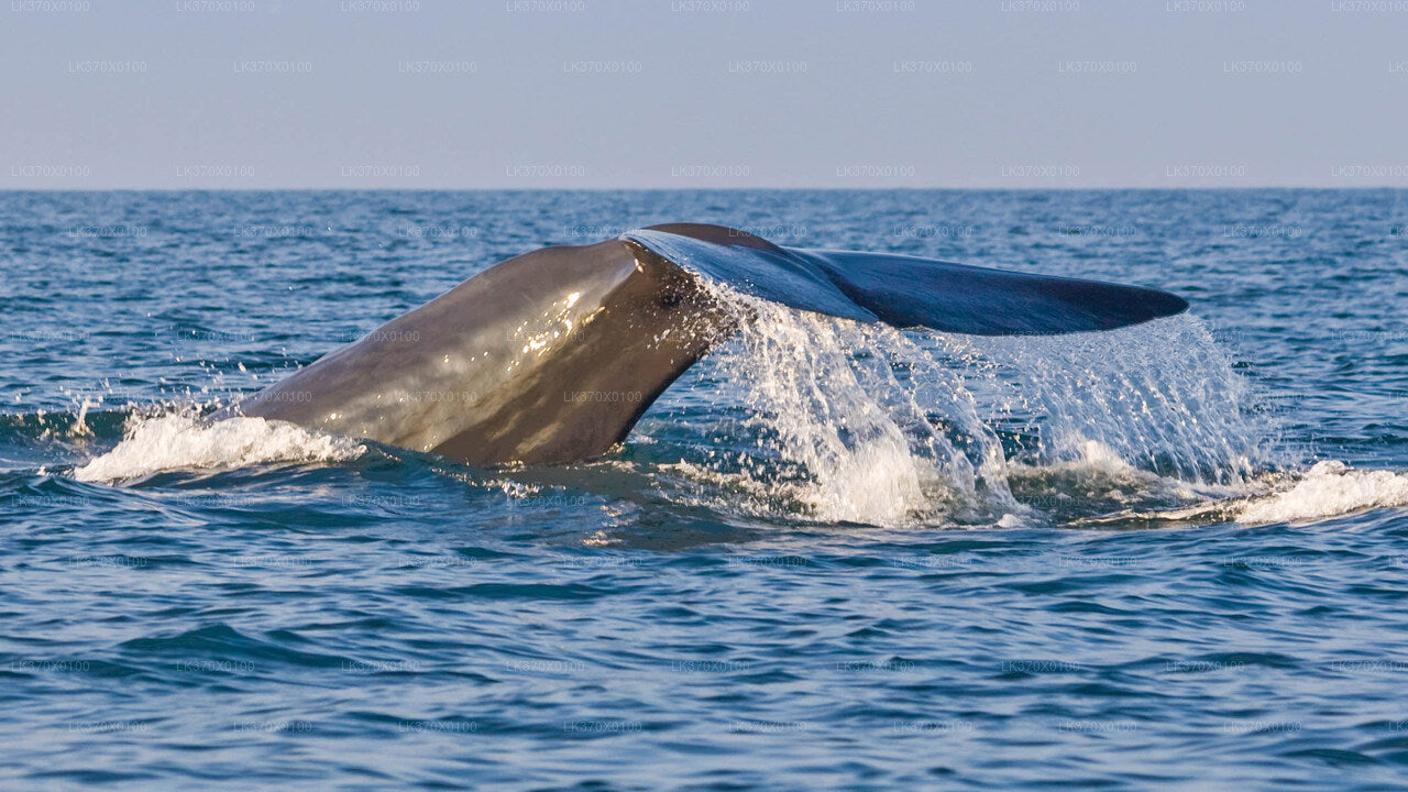 Walbeobachtung ab Hikkaduwa auf einem Gemeinschaftsboot