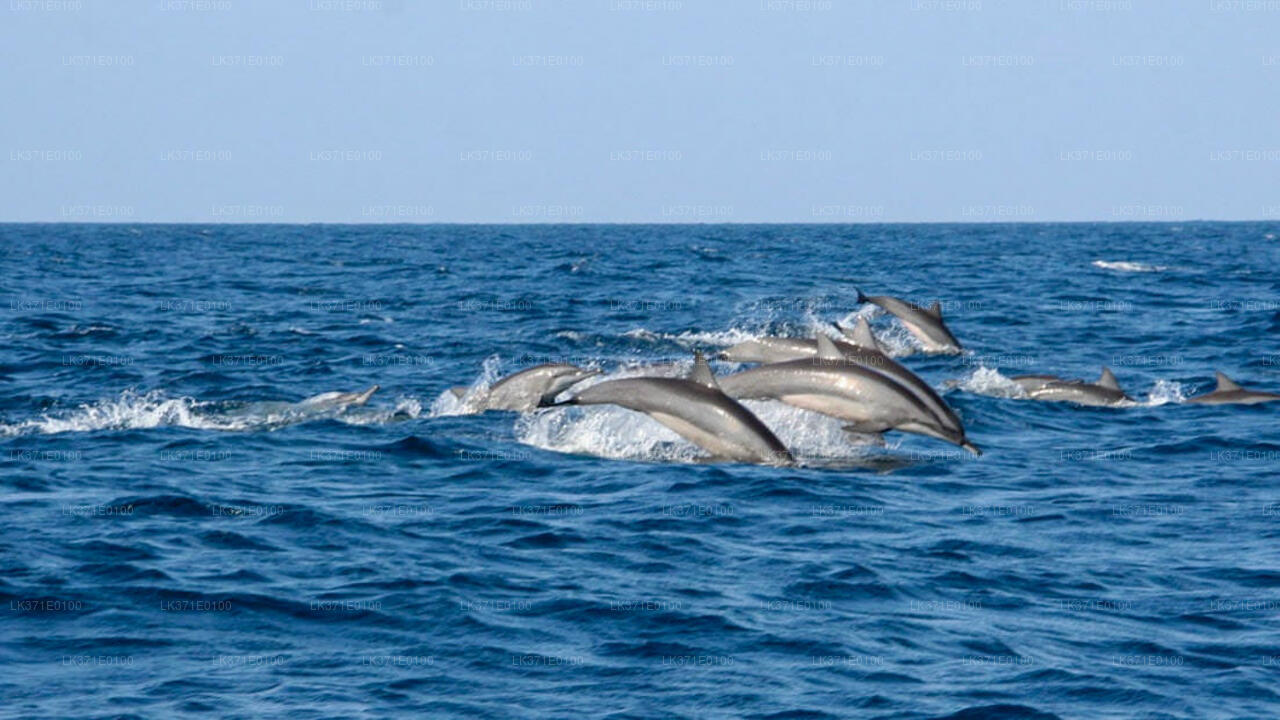 Walbeobachtung von Koggala auf einem gemeinsamen Boot