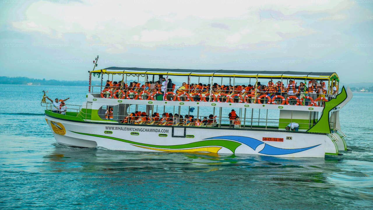 Bootstour zur Walbeobachtung in Mirissa