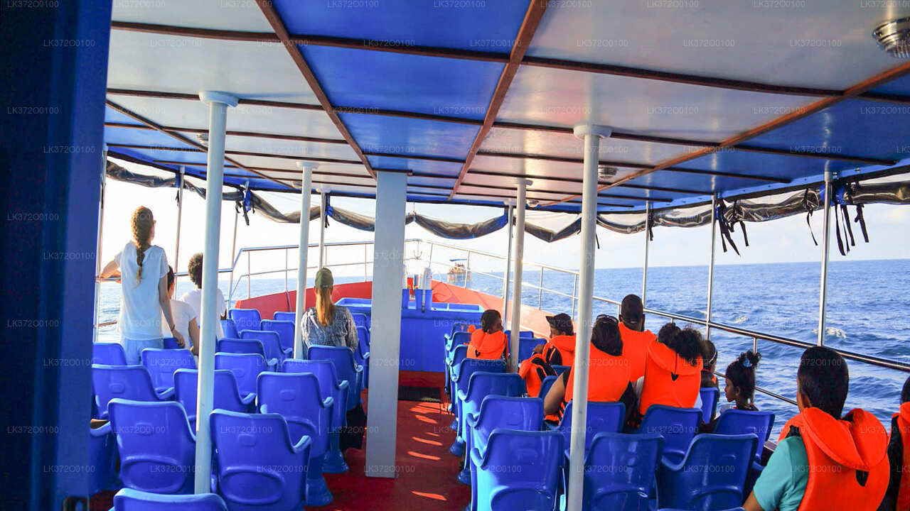 Bootstour zur Walbeobachtung in Mirissa