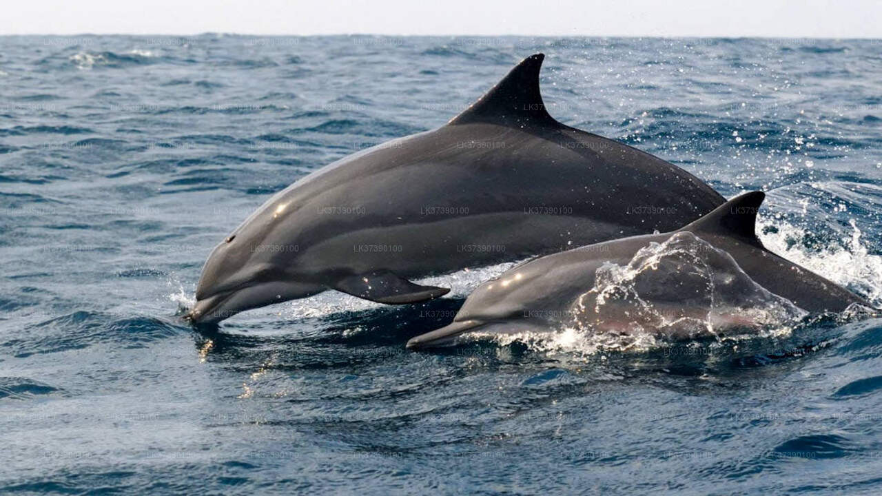 Walbeobachtung von Balapitiya auf einem gemeinsamen Boot