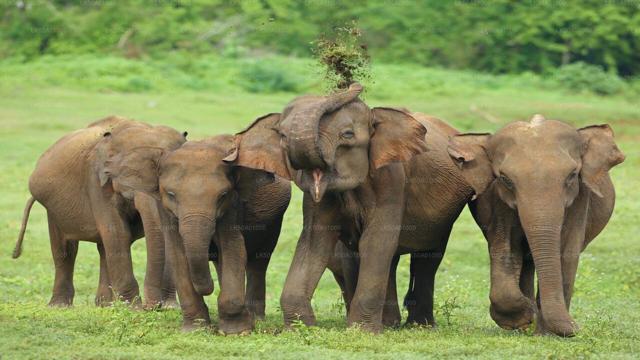 Eintrittskarte für den Udawalawe-Nationalpark