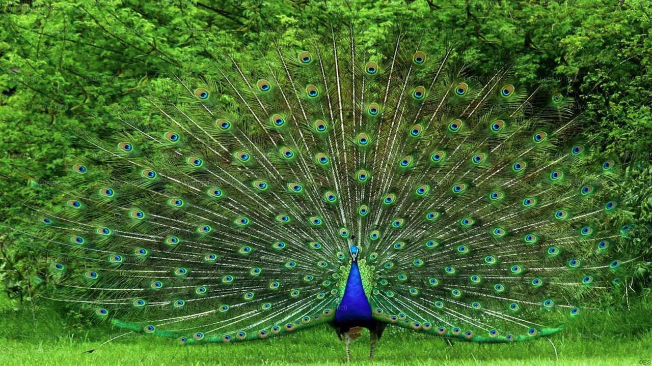 Eintrittskarte für den Udawalawe-Nationalpark
