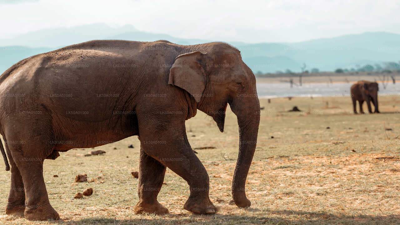 Eintrittskarte für den Udawalawe-Nationalpark