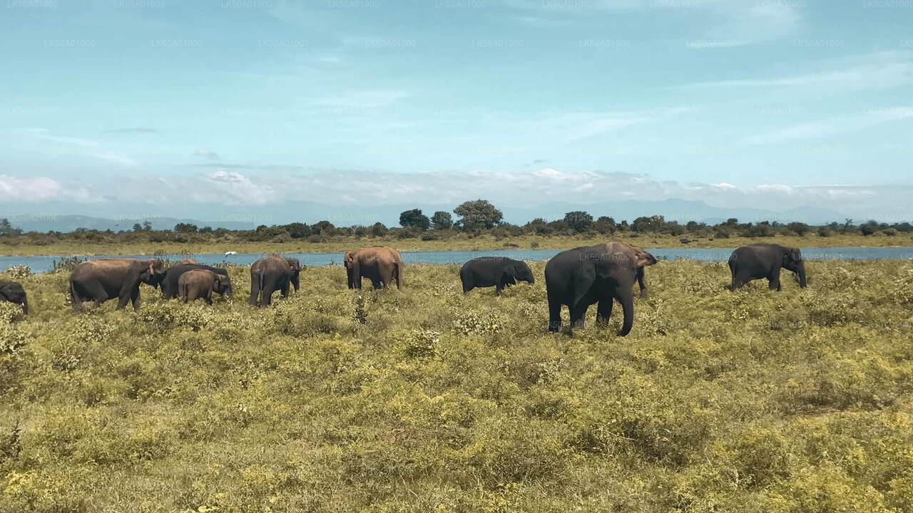Udawalawe-Nationalpark-Safari mit Lahiru Prasad