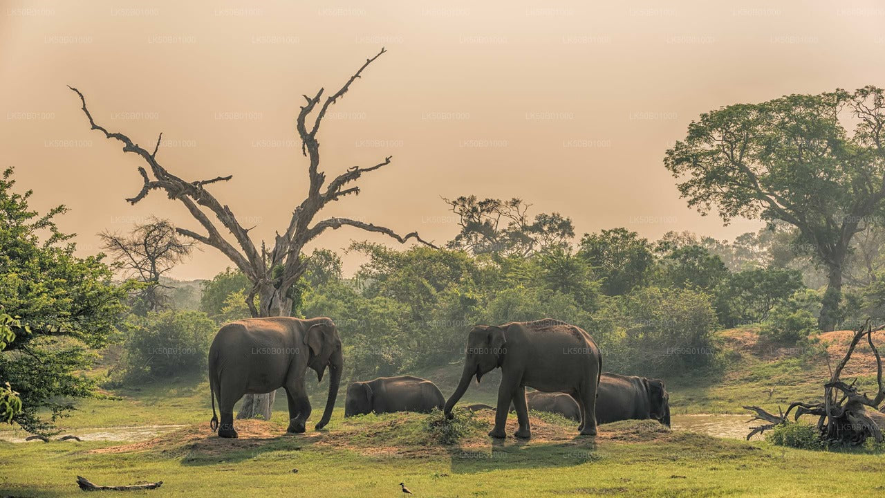 Private Safari im Minneriya-Nationalpark