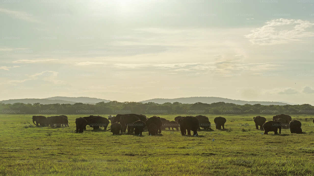 Private Safari im Kaudulla-Nationalpark ab Sigiriya