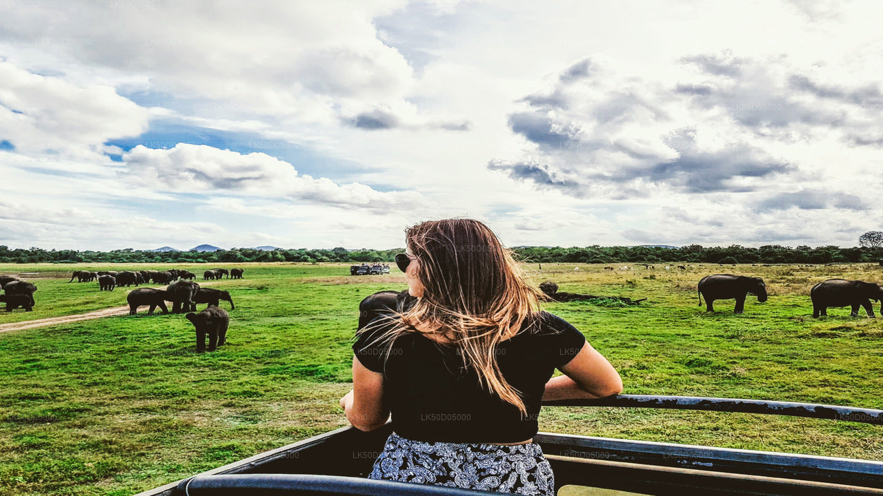 Private Safari im Kaudulla-Nationalpark ab Sigiriya