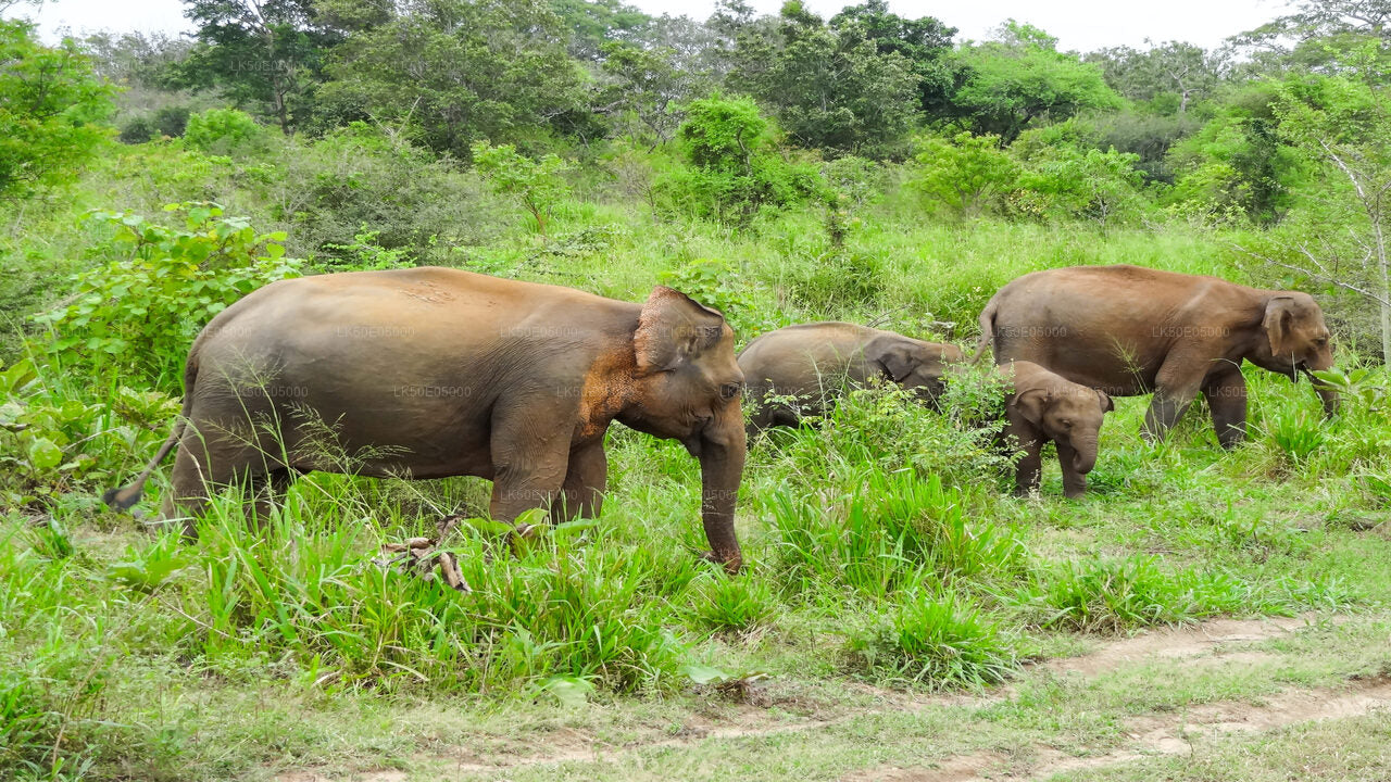 Private Safari im Hurulu Eco Park ab Sigiriya