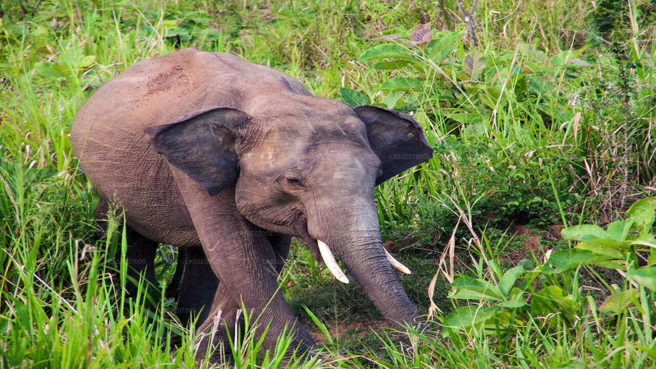 Hurulu Eco Park Safari von Polonnaruwa