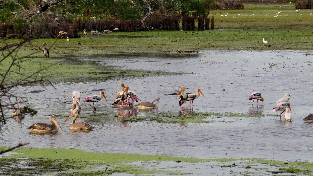 Kumana-Nationalpark-Safari ab Arugam Bay