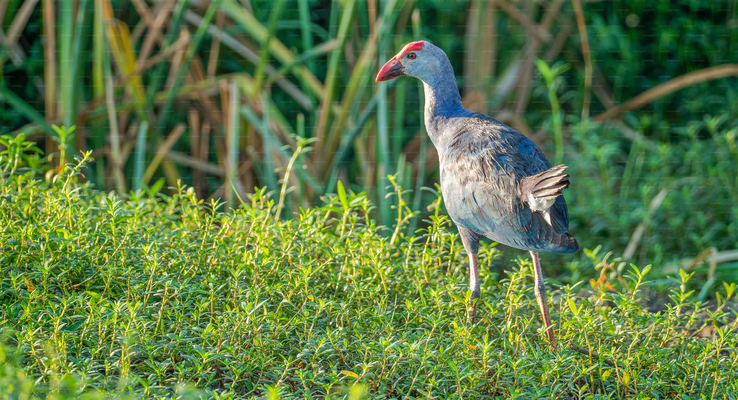 Private Safari im Bundala-Nationalpark mit Naturforscher